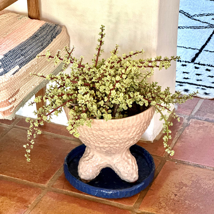 Beatlejuice Planter with blue base, 2021